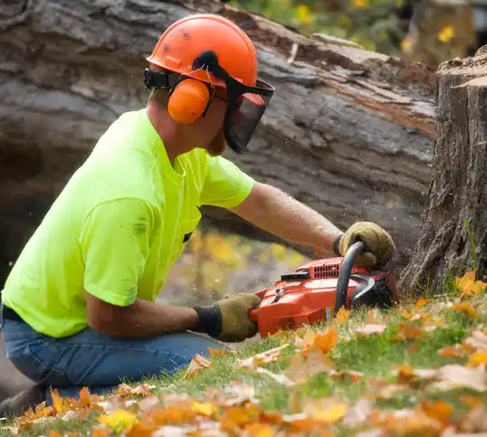 tree services Robinhood